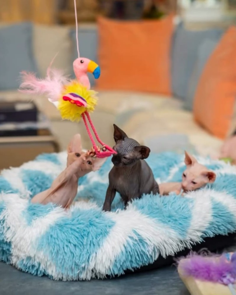 Beautiful Sphynx cat portrait