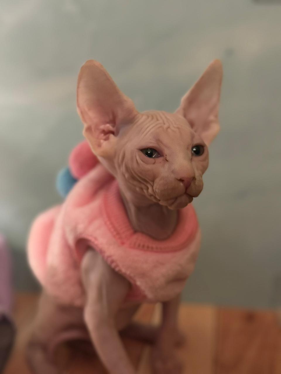 Sphynx Kitten