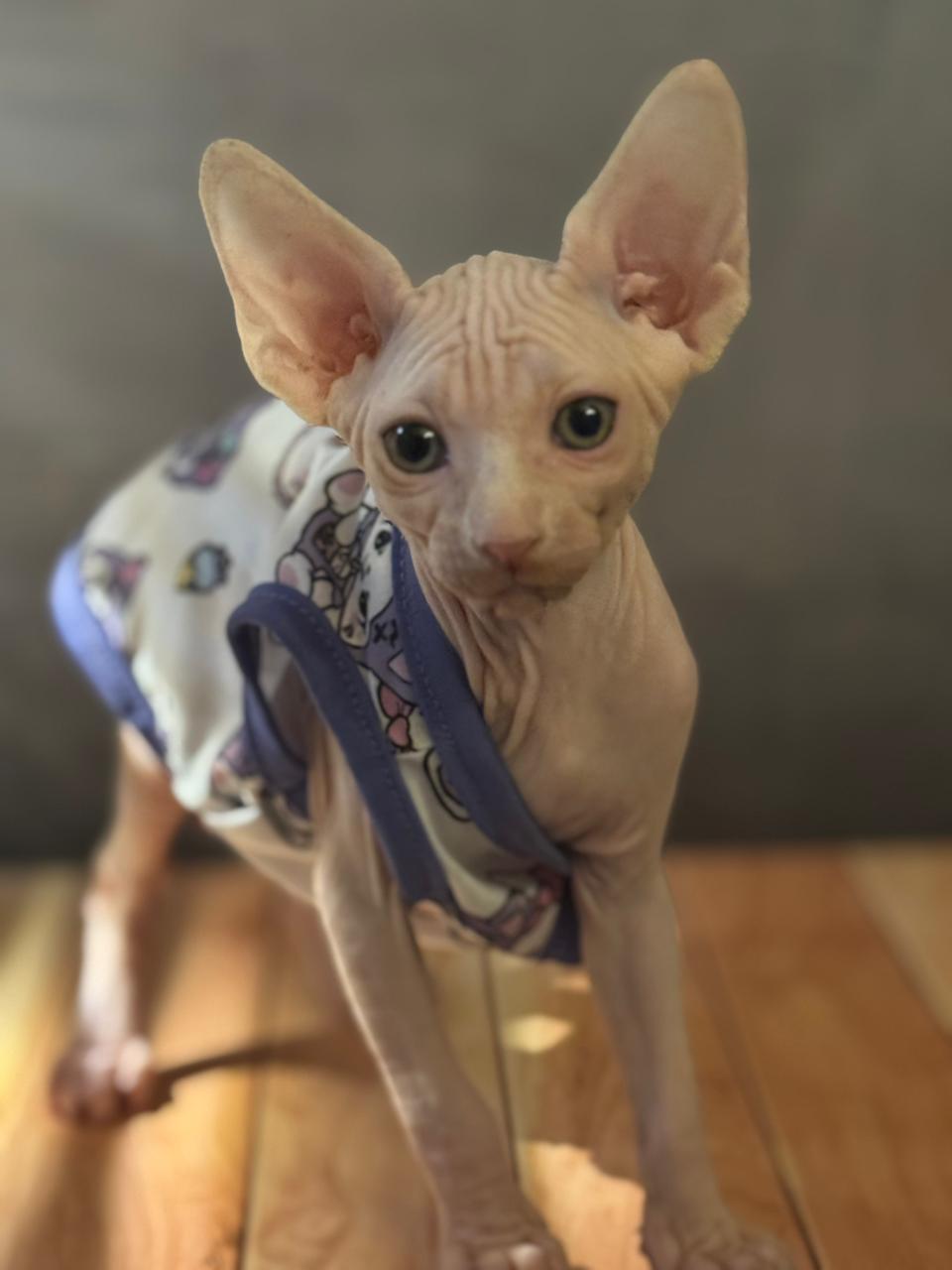 Sphynx Kitten