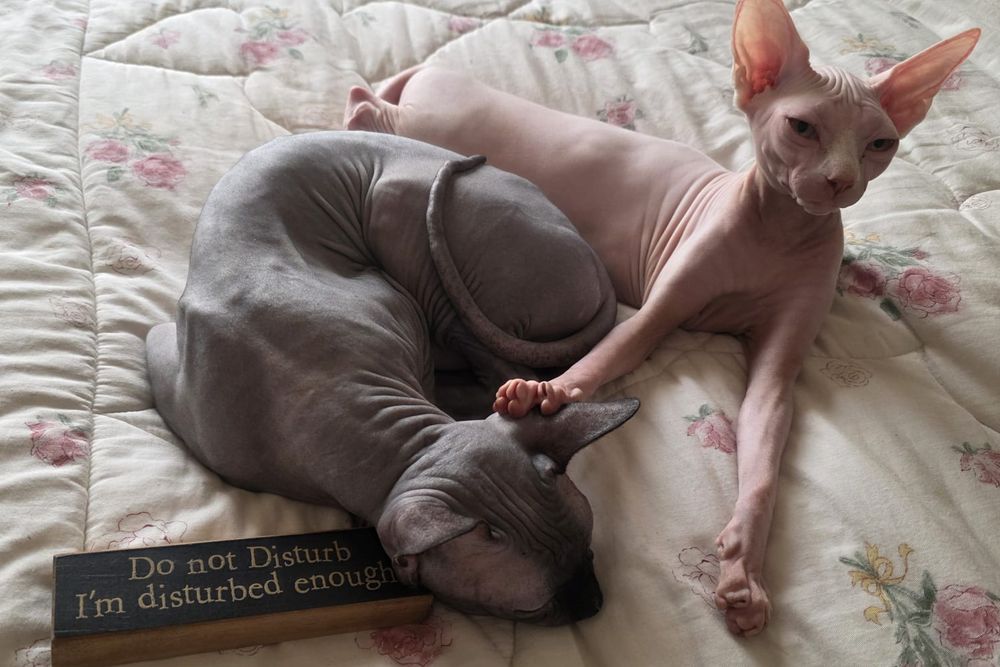 Two Sphynx cats on a quilt with a Do Not Disturb sign