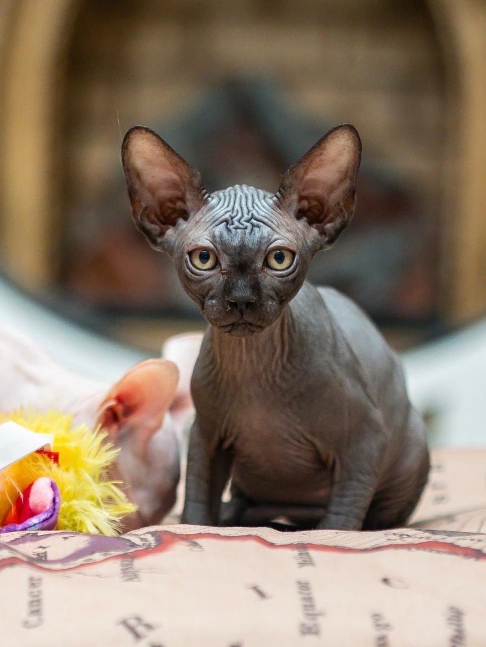 Sphynx Kitten