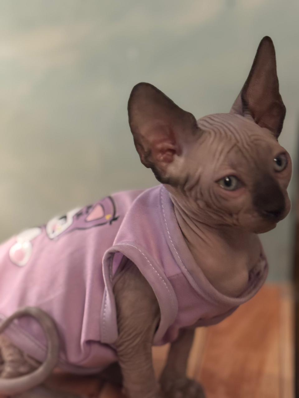 Sphynx Kitten
