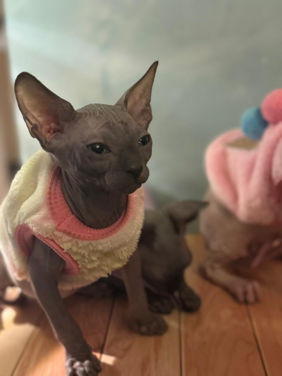 Sphynx Kitten