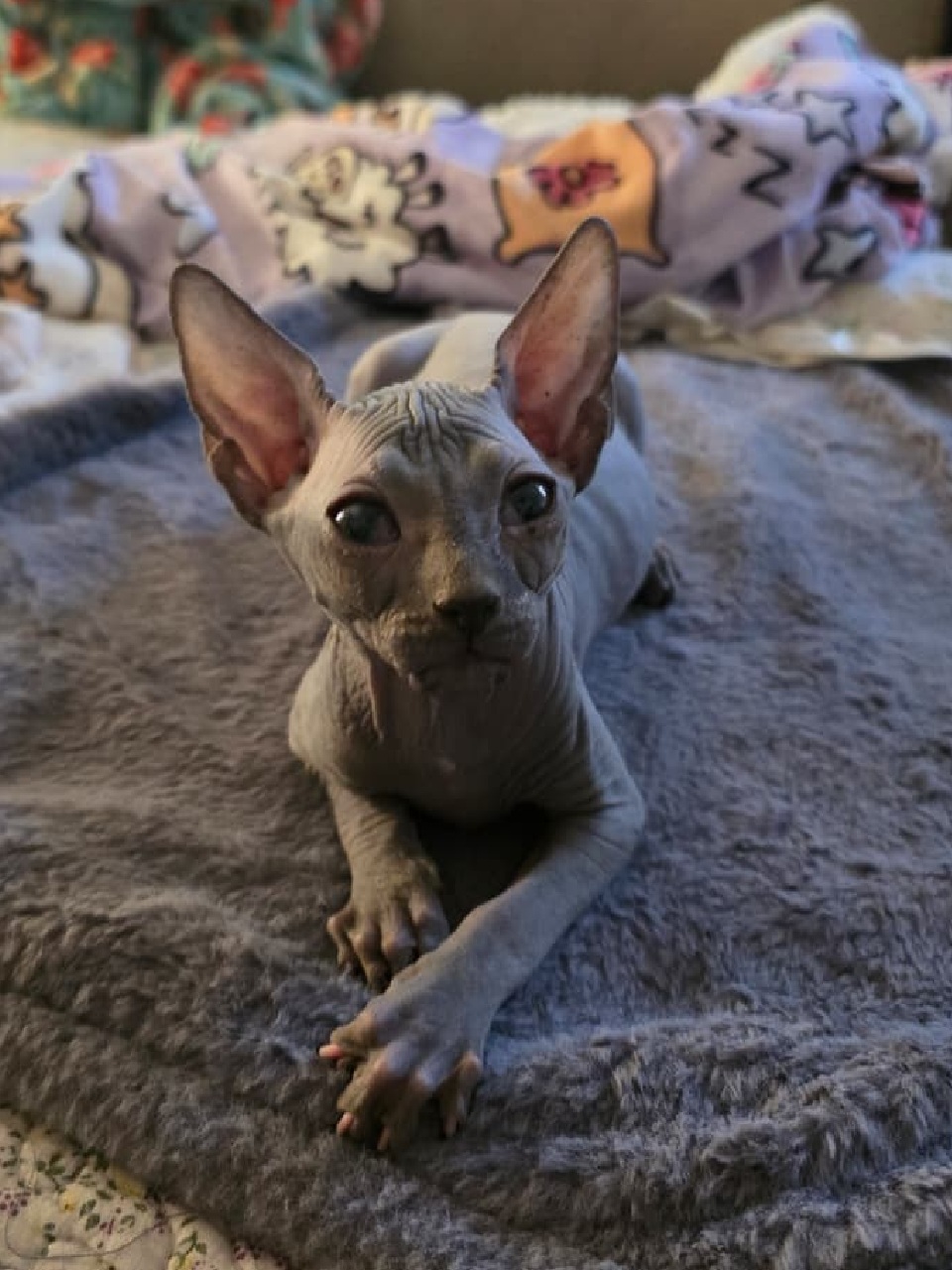Sphynx Kitten