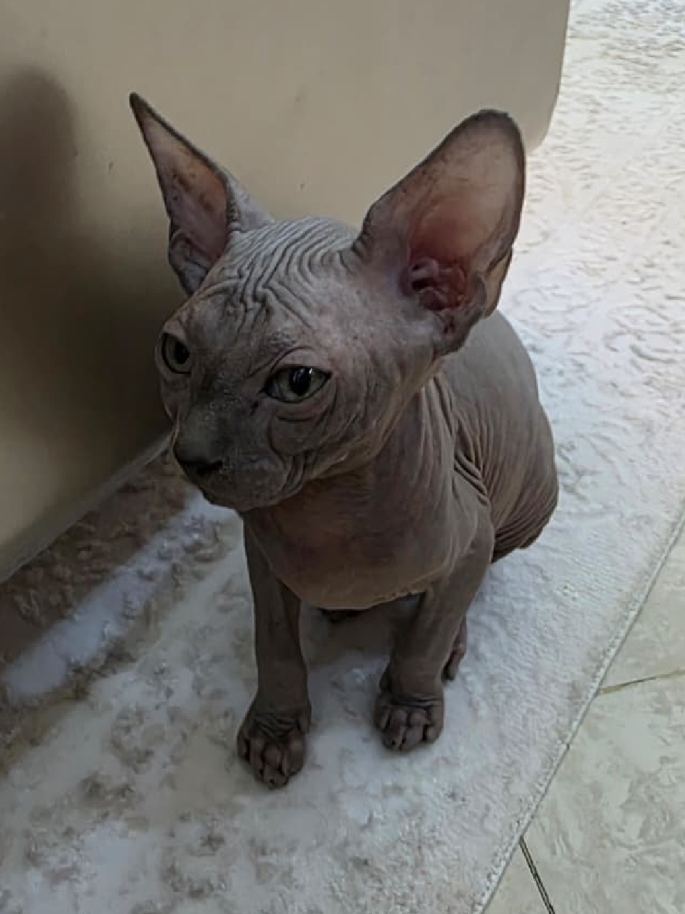 Sphynx Kitten
