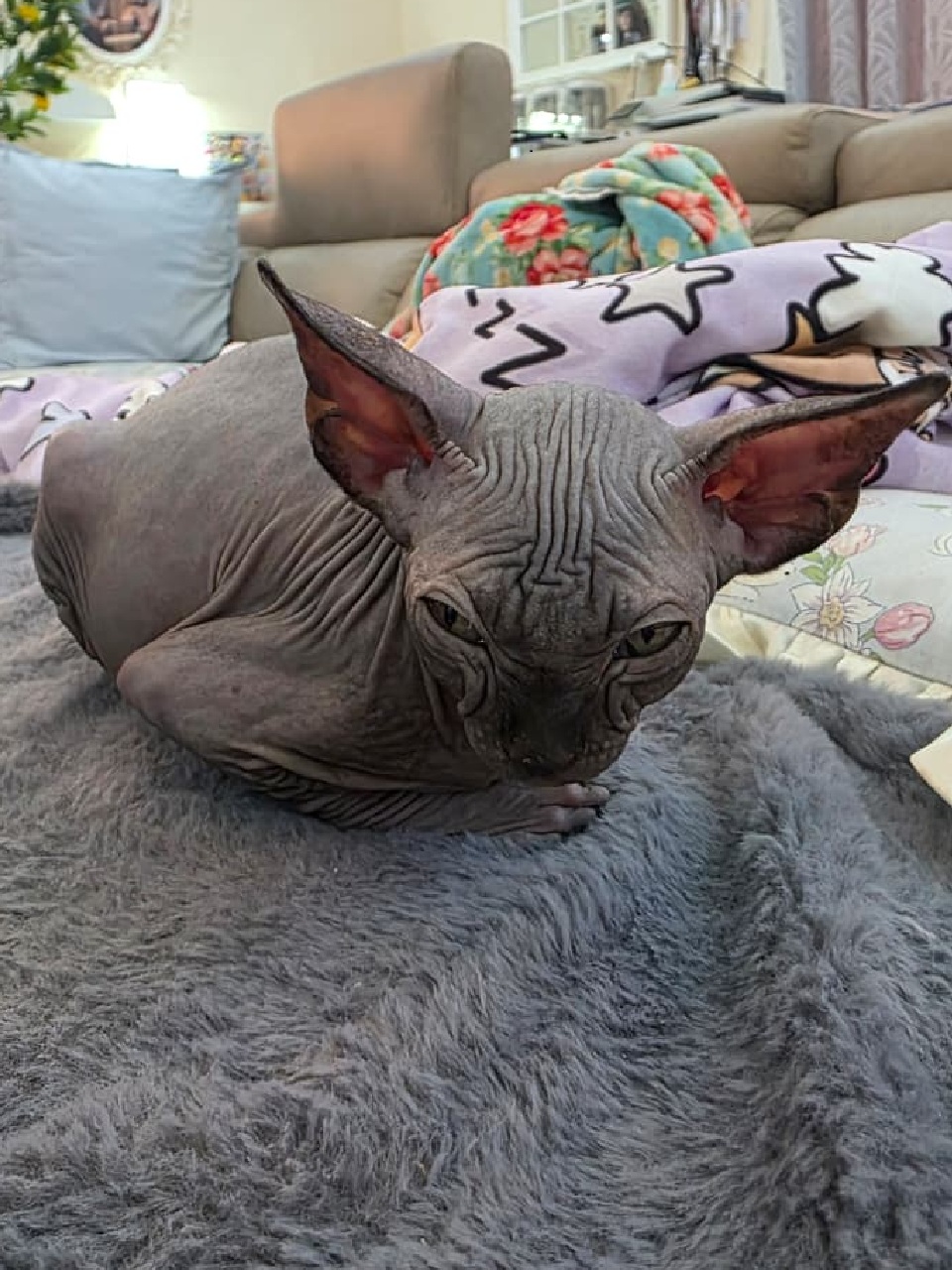 Sphynx Kitten