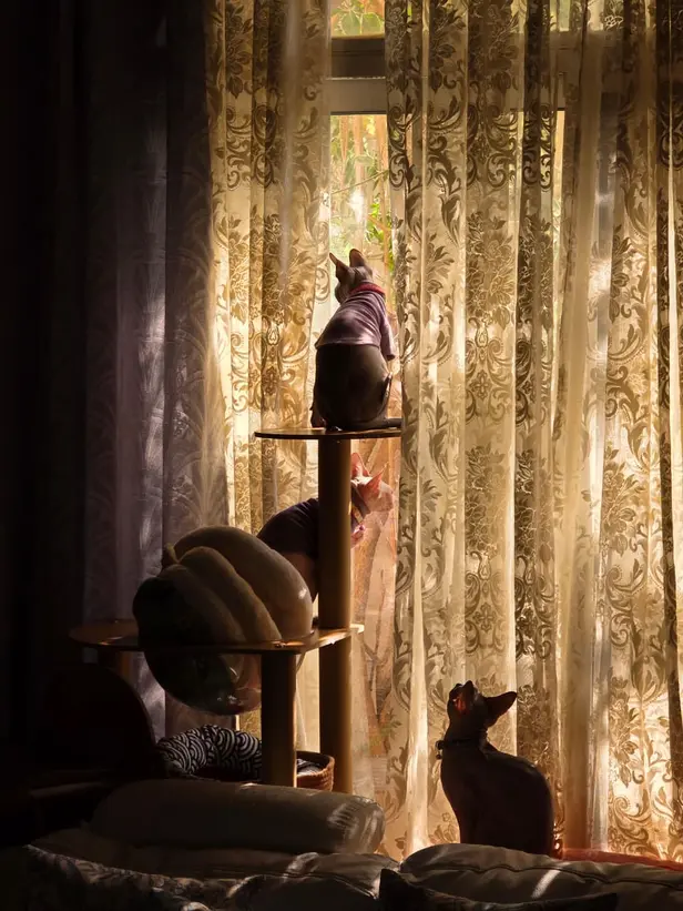 Sphynx cat looking for birds